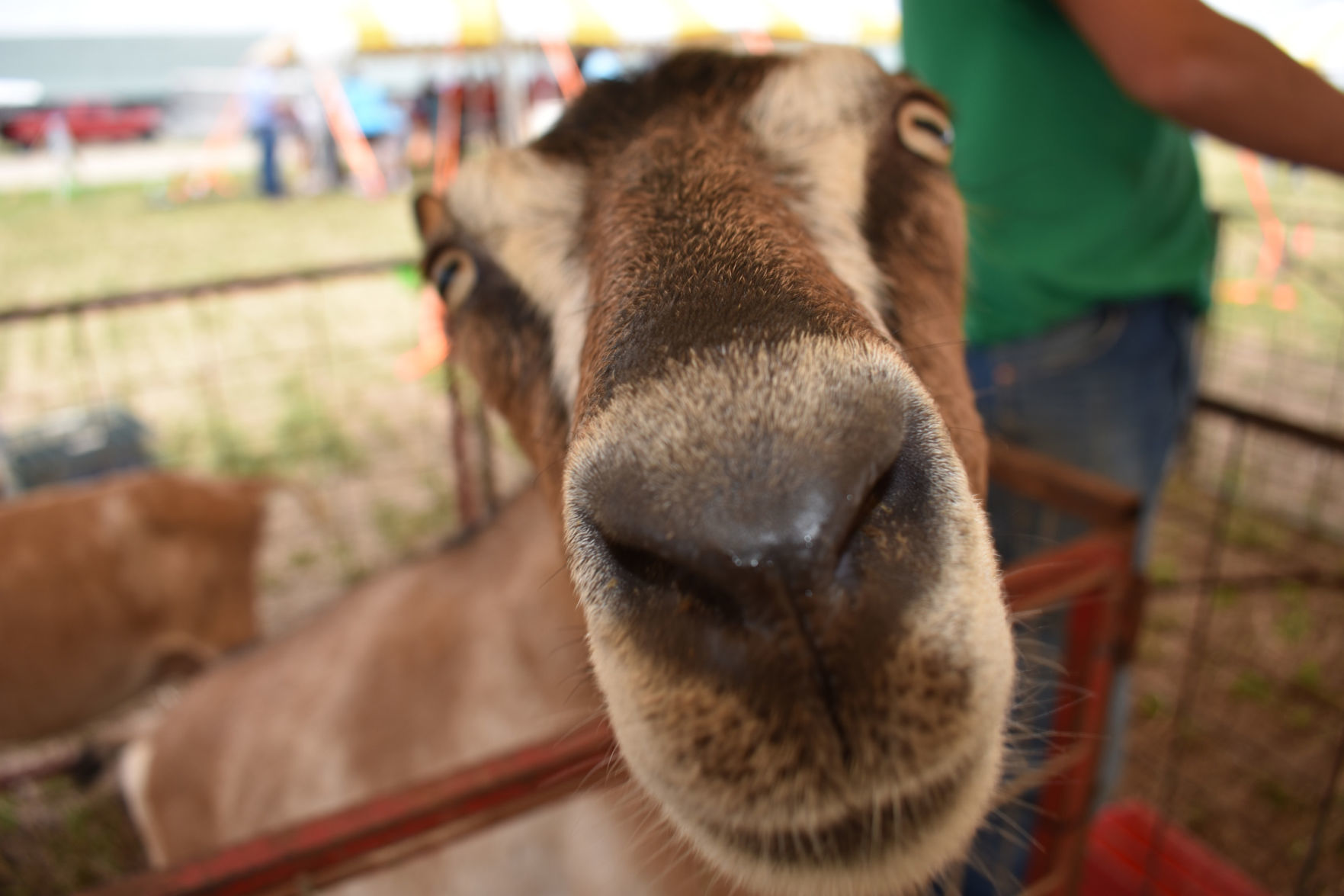 Goat close-up